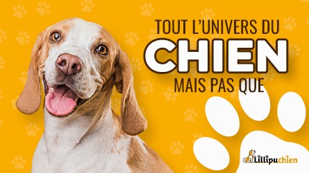 Nourriture pour chien, Nourriture pour chien maison, Nourriture pour chien problème gastrique, Nourriture pour chien naturelle, Nourriture pour chien hills, Nourriture pour chien my time at portia, Nourriture pour chien royal canin, Nourriture pour chien barf, nourriture pour chien sensible, Nourriture pour animaux, nourriture pour animaux de ferme, nourriture pour animaux en ligne, nourriture pour animaux pas cher, nourriture pour animaux zoo, nourriture pour animaux avariée Conan exiles nourriture pour animaux synonymes, nourriture pour animaux Minecraft, nourriture pour animaux medieval dynasty, nourriture chien, nourriture chien maison, nourriture chien barf, nourriture chien sur mesure, nourriture chien naturel, nourriture chien bio, nourriture chien pas cher, nourriture chien poisson virgule nourriture chien hills, nourriture chien moins cher. Food for dogs, food for dogs with allergies, food for dogs with diarrhea, food for dogs with pancreatitis, food for dogs with sensitive stomach, food for dog puppy, food for dogs with skin allergies, food for dogs homemade, food for dogs to gain weight, dog food, dog food lid, dog food croquettes, dogfooding, dog food analysis, dog food container, dog food advisor, dog food belcando, dog food recipes, dog food usa, food for pets, food for pets near me, food for pets Manchester, food for pets online, food for pets Ardmore ok, food for pets bdo, food for pets Amherst, food for pets conan exiles, food for pets acton vale